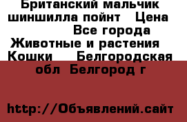 Британский мальчик шиншилла-пойнт › Цена ­ 5 000 - Все города Животные и растения » Кошки   . Белгородская обл.,Белгород г.